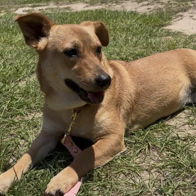 An adult medium-sized female Golden Corgi dog named Murphy for adoption in Cleveland, TX