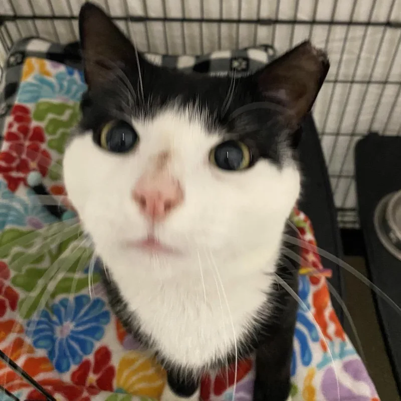 An adult small-sized male Black Domestic Short Hair cat named Soda Pop for adoption in North Branford, CT