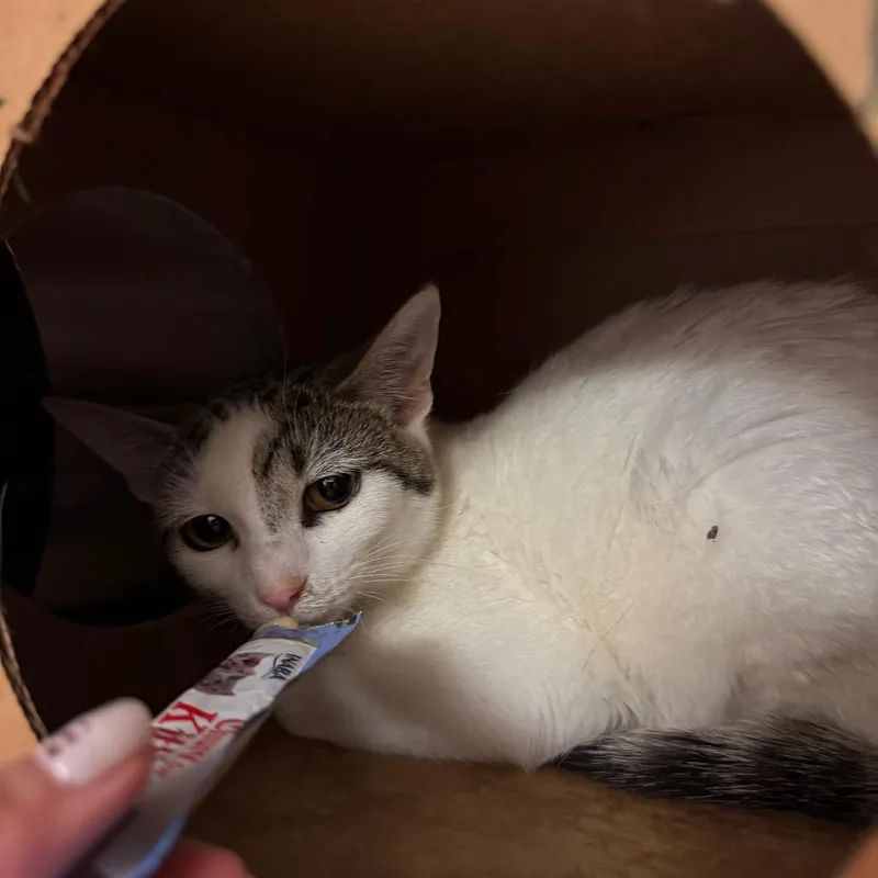 A young medium-sized male White Domestic Short Hair cat named Paulo for adoption in Bristol, IN