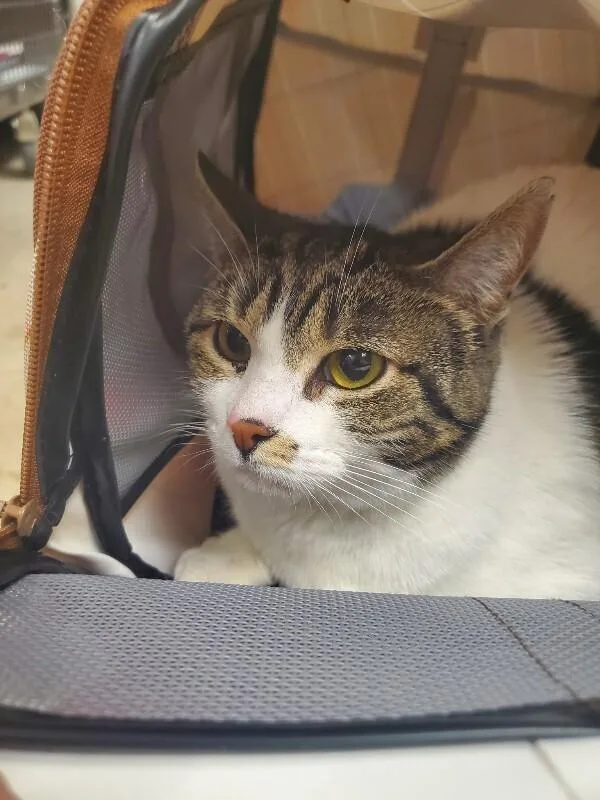 An adult medium-sized female Tabby (Brown / Chocolate) Domestic Short Hair cat named Quotation for adoption in Cincinnati, OH