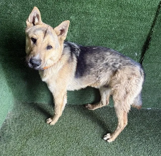 A young large-sized male German Shepherd Dog dog named Brisket for adoption in Lancaster, CA