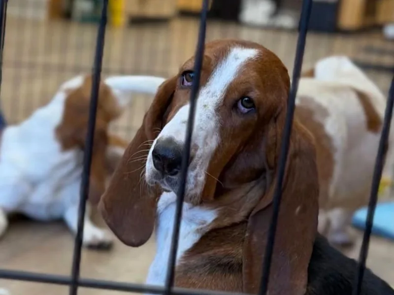 A young medium-sized female Basset Hound dog named Bam Bam for adoption in Salt Lake City, UT