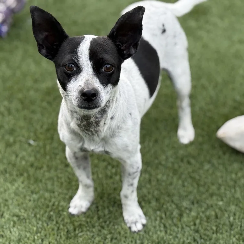 Pepper: Sweet Pup That