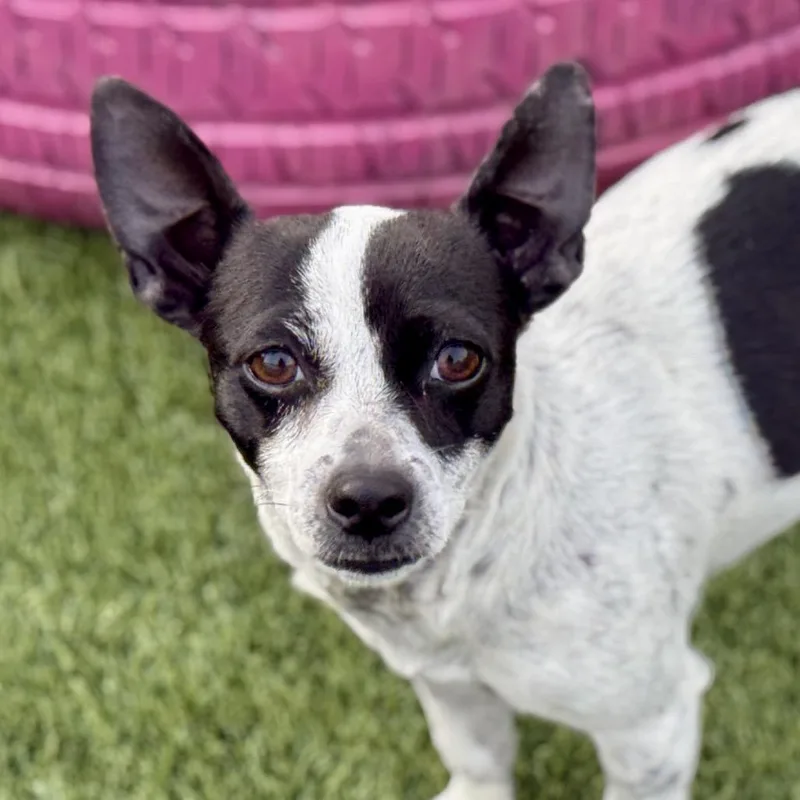 Pepper: Sweet Pup That thumbnail 3