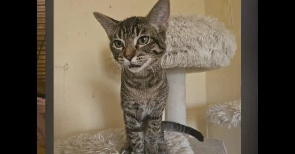 A baby small-sized male Gray / Blue / Silver Domestic Short Hair cat named Vector for adoption in Thatcher, AZ