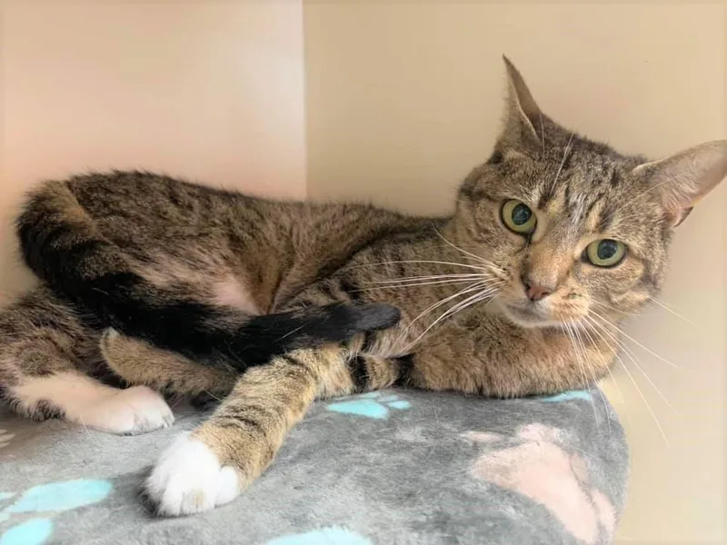 A senior medium-sized female Domestic Short Hair cat named Nicole for adoption in Sebastian, FL