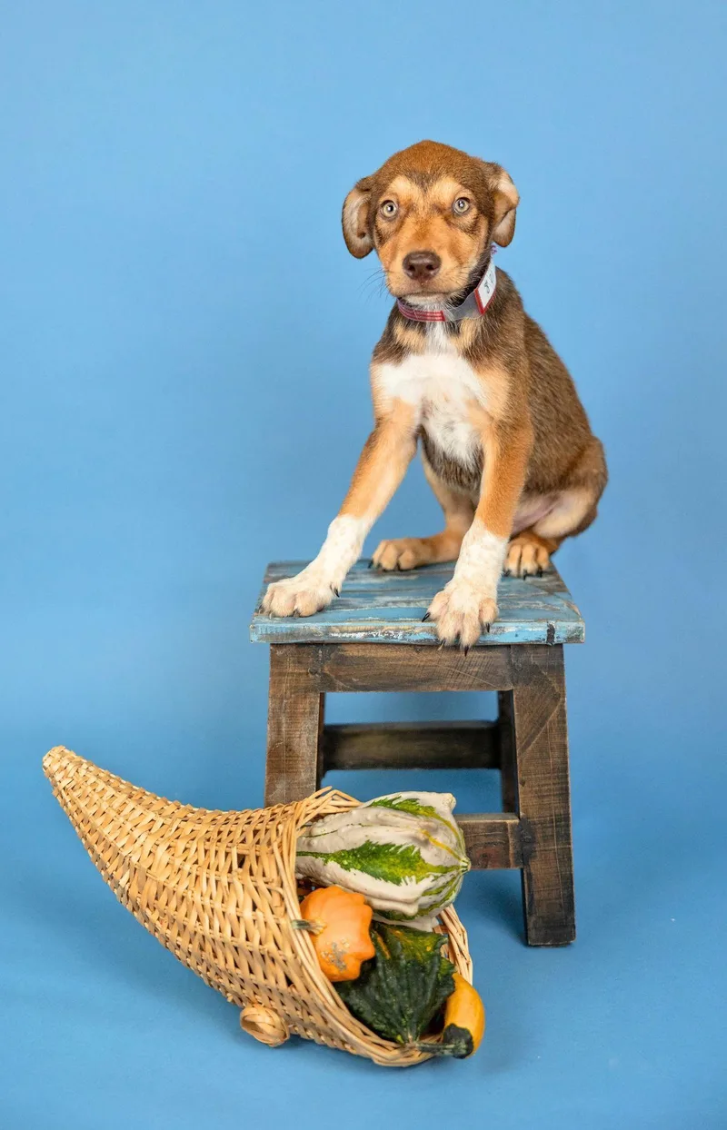 A baby medium-sized male Labrador Retriever dog named 821-26 for adoption in Brighton, CO