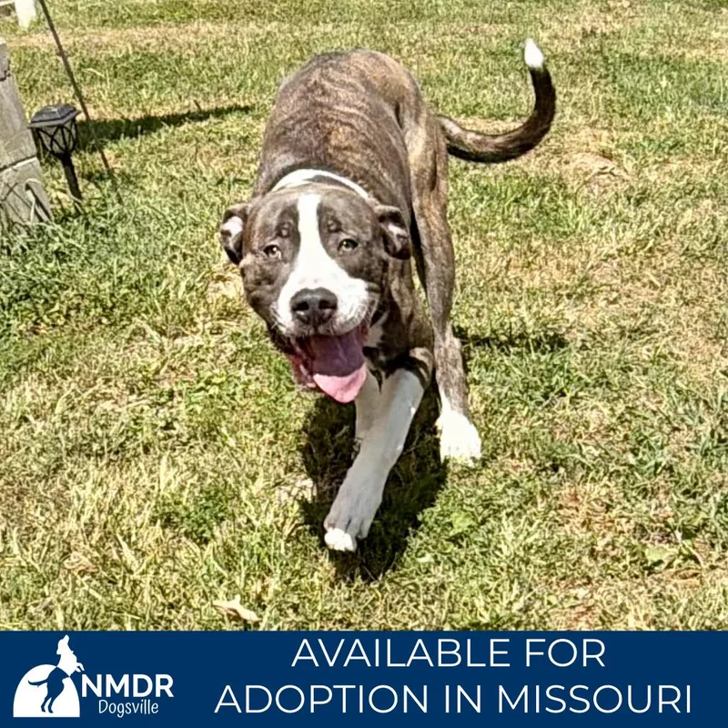 A young small-sized male Mastiff dog named Loki  Missouri for adoption in Peyton, CO