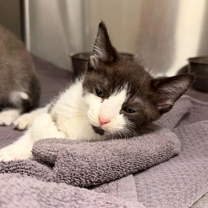 A baby small-sized female Gray / Blue / Silver Domestic Short Hair cat named Wobble for adoption in Indianapolis, IN