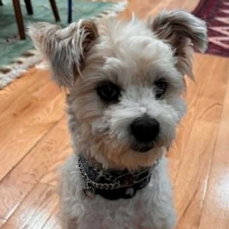 A young small-sized male Yorkshire Terrier dog named Benji for adoption in Cherry Hill, NJ