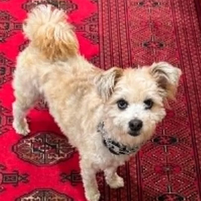 Benji thumbnail 2