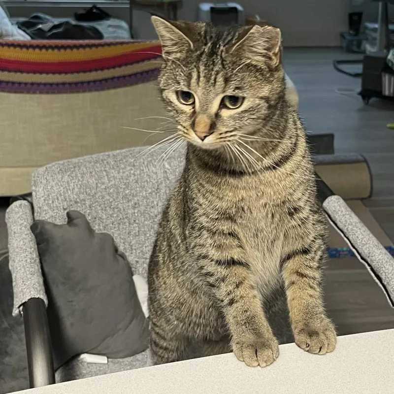 Ms. Pac Man thumbnail 2