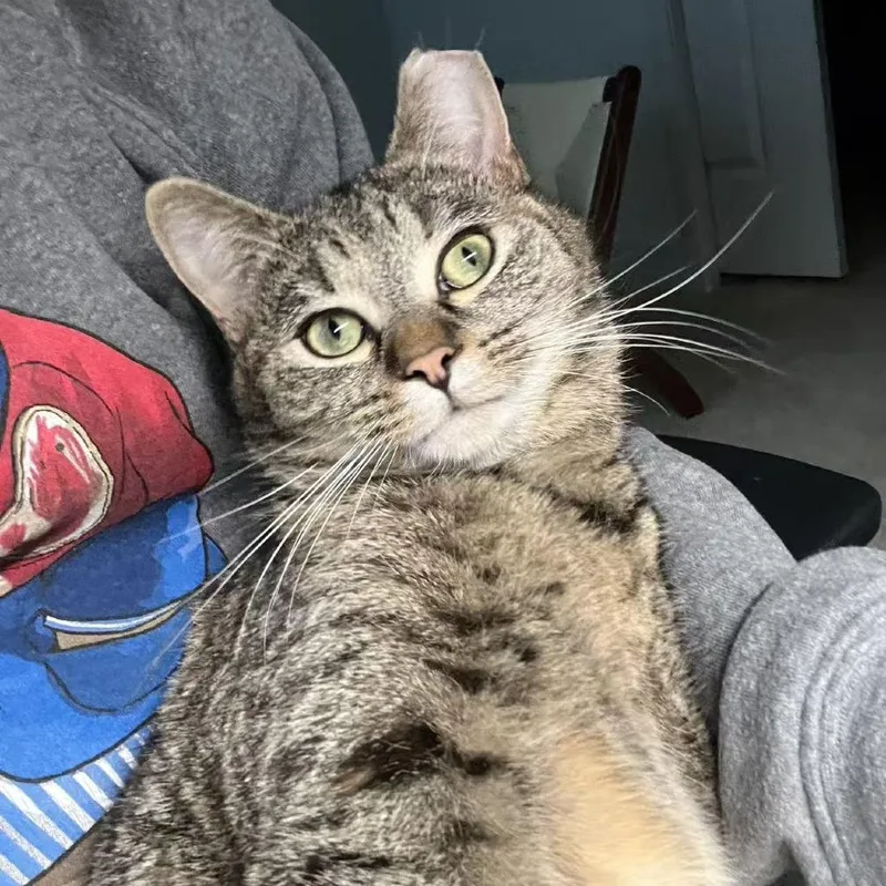 Ms. Pac Man thumbnail 4