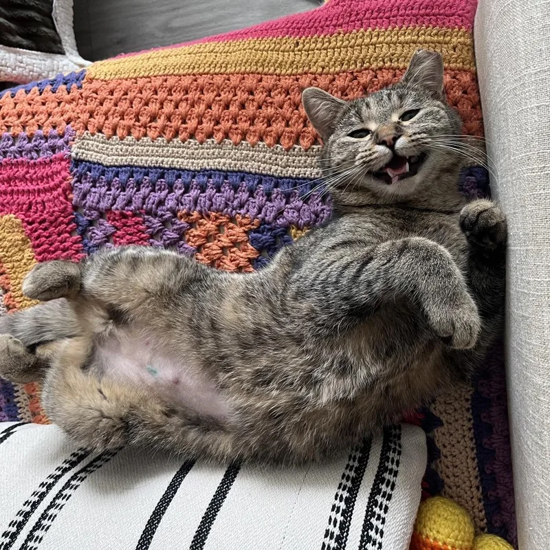 Ms. Pac Man thumbnail 5