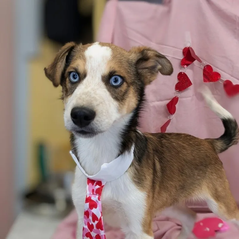 A young large-sized male Brown / Chocolate Mixed Breed dog named Ozzy for adoption in Huntsville, AR