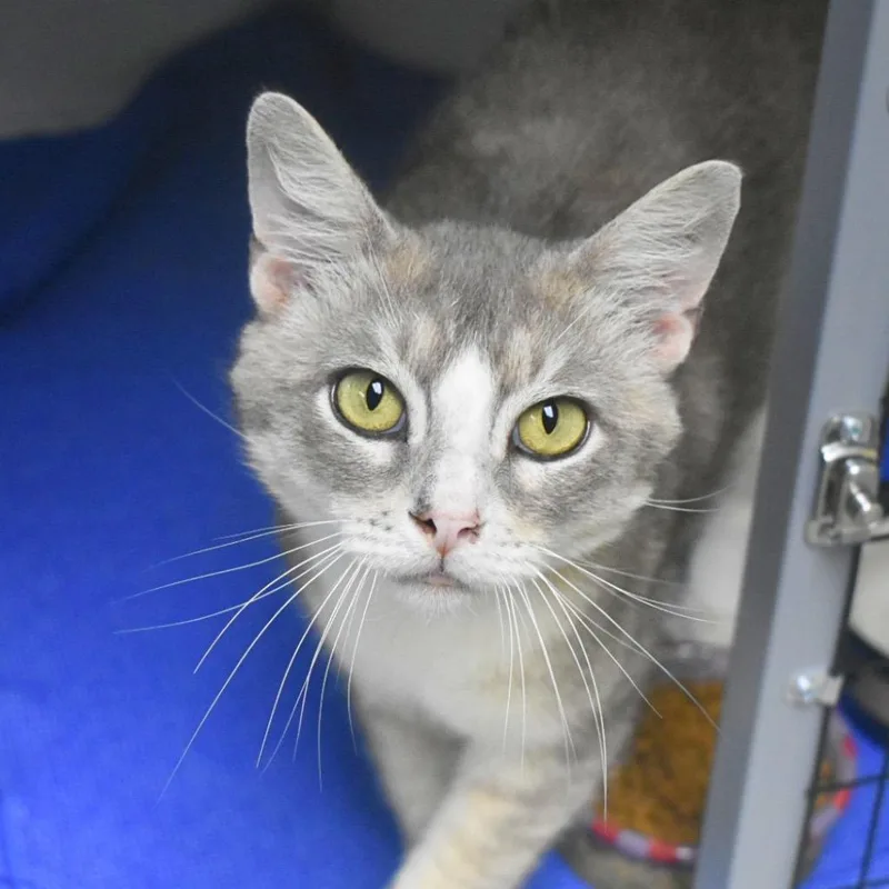 A young medium-sized male Domestic Short Hair cat named Auggie for adoption in Saint Petersburg, FL