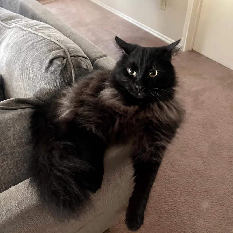An adult large-sized male Black York Chocolate cat named Teddy for adoption in Allen, TX