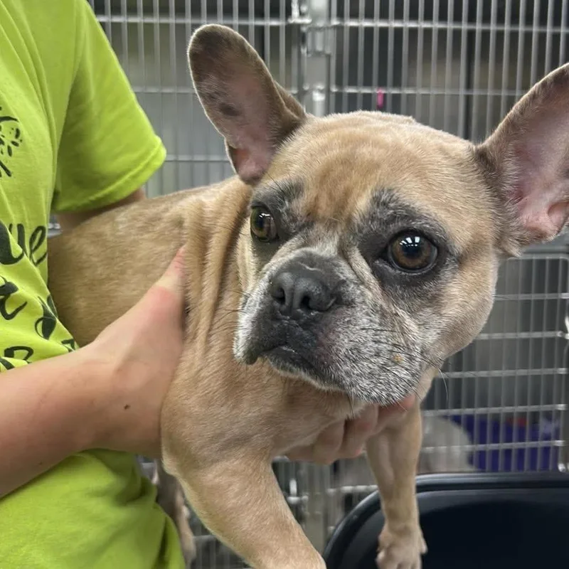 An adult small-sized female French Bulldog dog named Hazel for adoption in Fredericksburg, VA