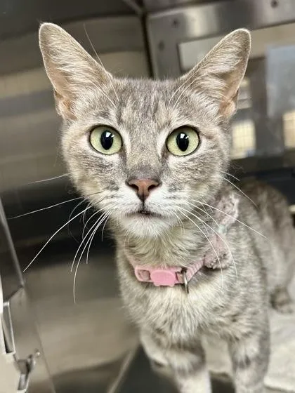 An adult medium-sized female Gray / Blue / Silver Domestic Short Hair cat named Macey for adoption in Wichita, KS