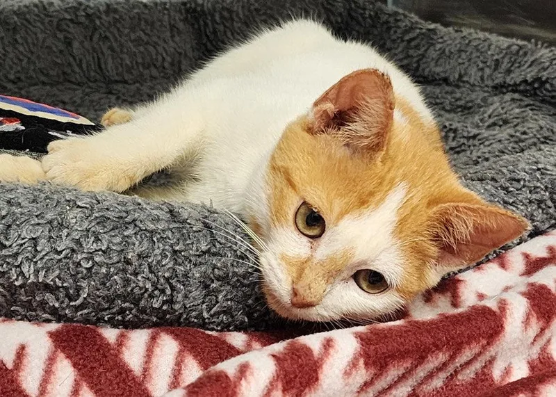 A young medium-sized female Orange & White Domestic Short Hair cat named Pumpkin for adoption in Hilton Head Island, SC