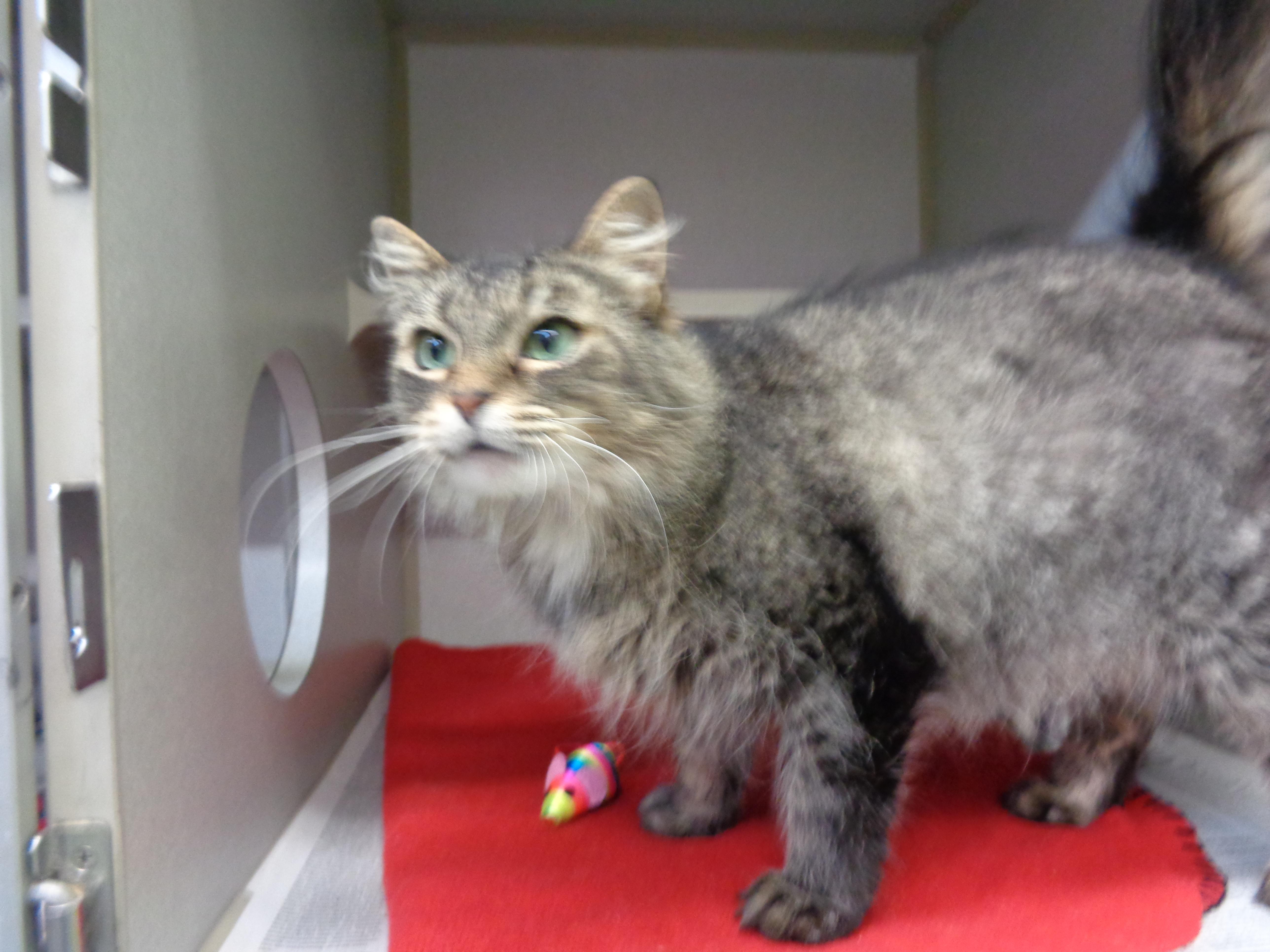 A young medium-sized female Brown / Chocolate Tiger cat named Young Woman for adoption in Delhi, NY