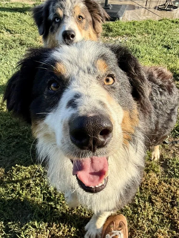 A young medium-sized male Tricolor (Brown, Black, & White) Australian Shepherd dog named Major for adoption in Ringwood, IL