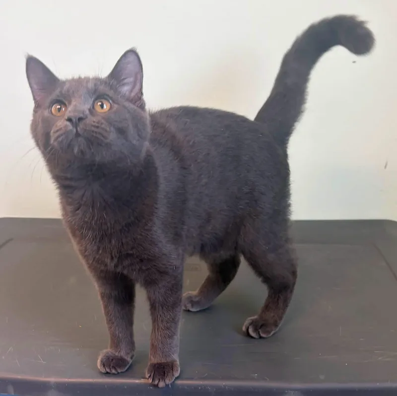 A young medium-sized male Gray / Blue / Silver Domestic Short Hair cat named Meeko for adoption in Lincoln, MI
