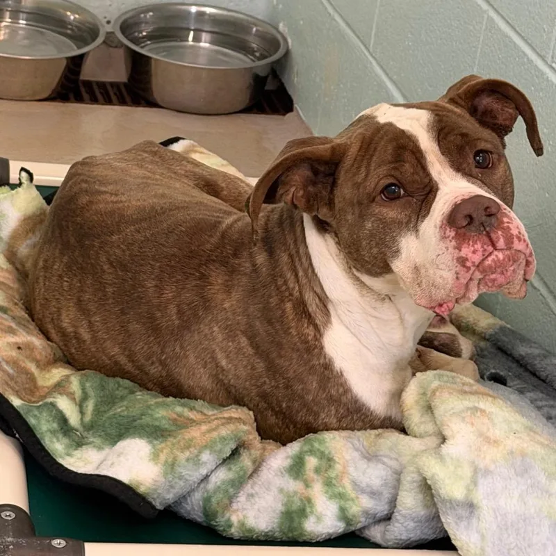An adult medium-sized male Brown / Chocolate Pit Bull Terrier dog named Ronnie Jr. for adoption in Newark, NJ