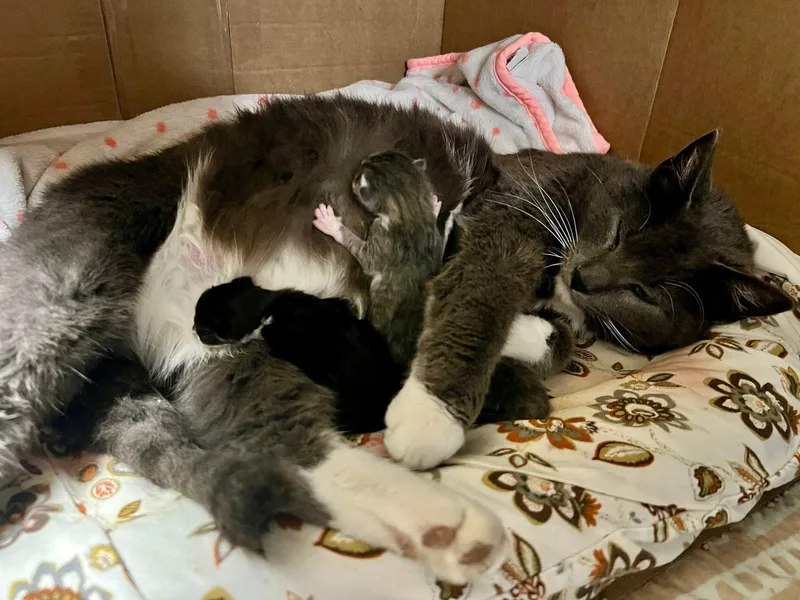 An adult medium-sized female Gray & White Domestic Short Hair cat named Graylee for adoption in New Richmond, WI