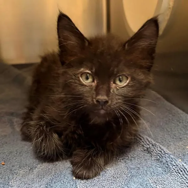 A baby small-sized male Domestic Medium Hair cat named Koa for adoption in Walnut Creek, CA