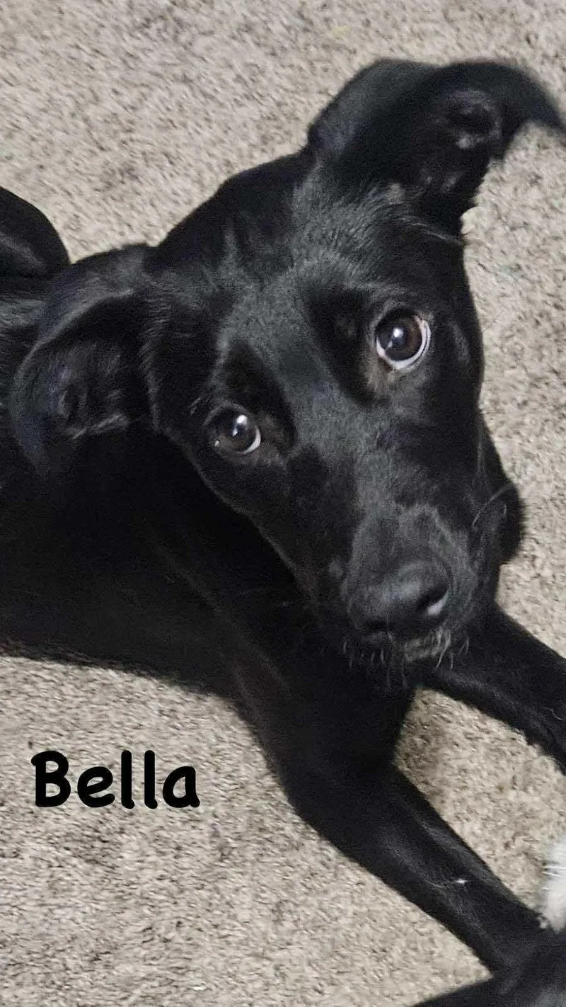 Bella thumbnail 2
