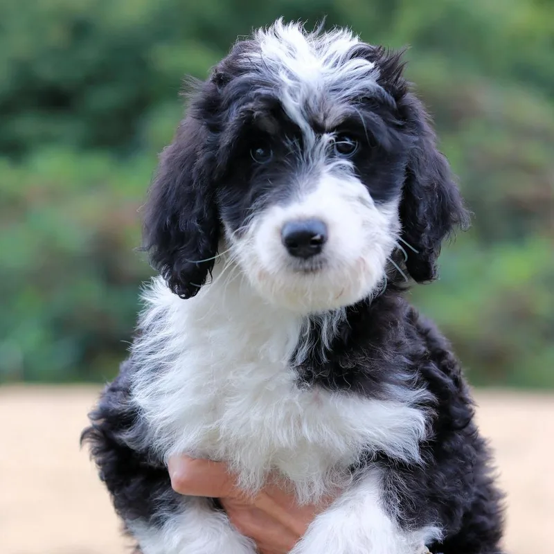 A baby medium-sized female Aussiedoodle dog named CT Marie avail Sep for adoption in Stormville, NY