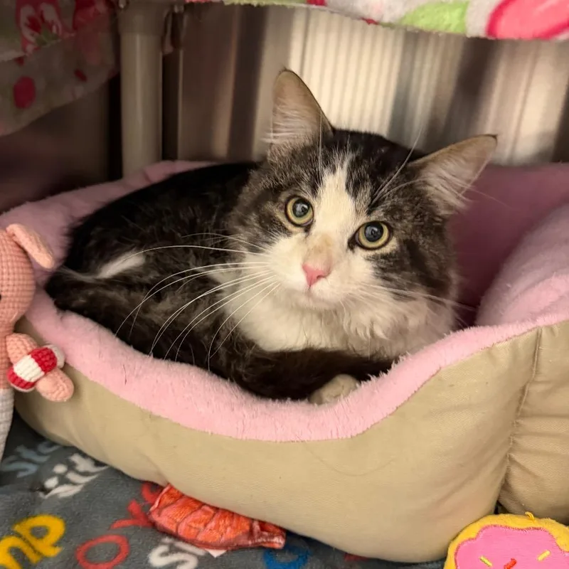 A young medium-sized male Gray / Blue / Silver Domestic Medium Hair cat named Rotor for adoption in Detroit Lakes, MN