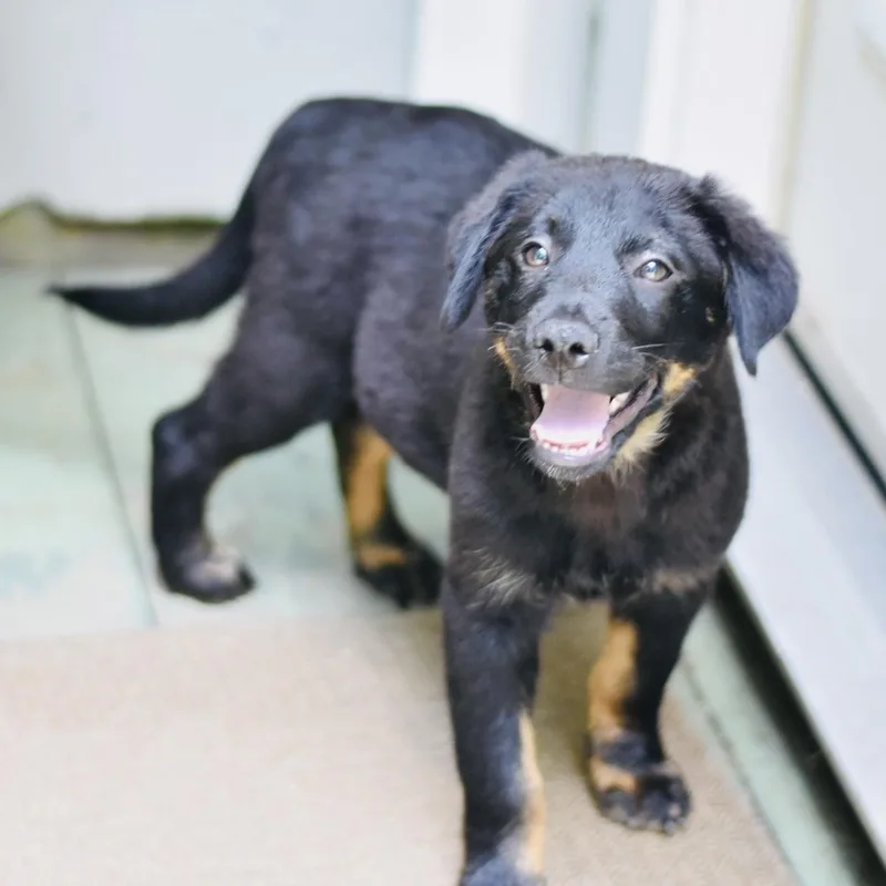 A baby medium-sized male Bicolor Shepherd dog named Levi for adoption in Conroe, TX