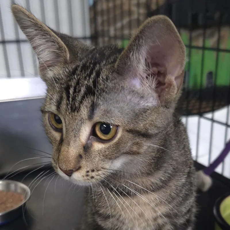 A baby small-sized male Brown / Chocolate Domestic Short Hair cat named Tanner for adoption in Jessup, MD