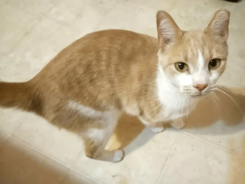 Rocco thumbnail 2