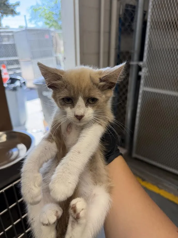A young small-sized male White Domestic Short Hair cat named Percy for adoption in Oakdale, CA