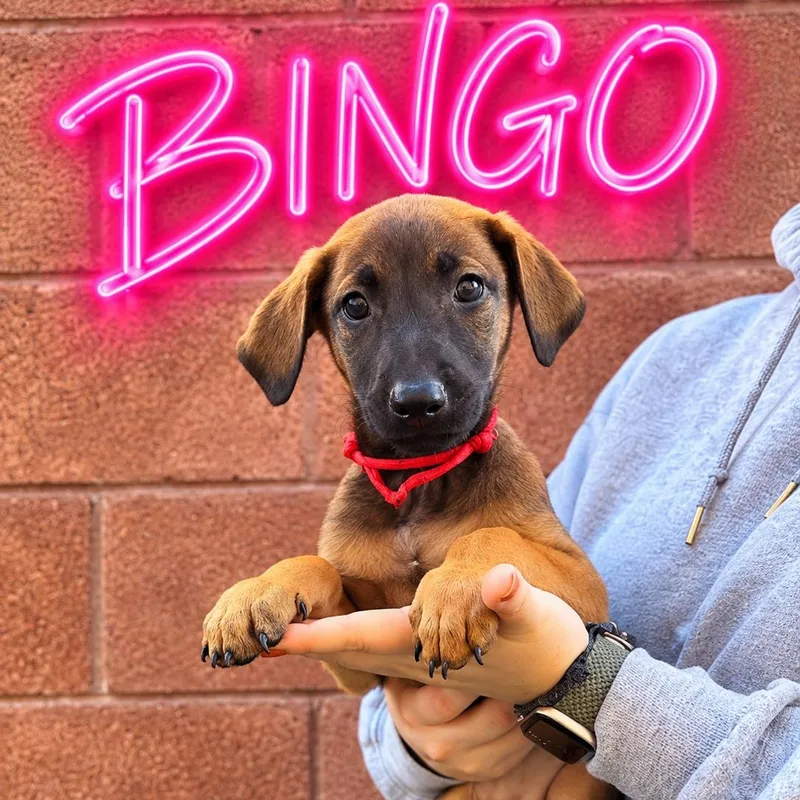 A baby medium-sized female Doberman Pinscher dog named Bingo for adoption in Henderson, NV