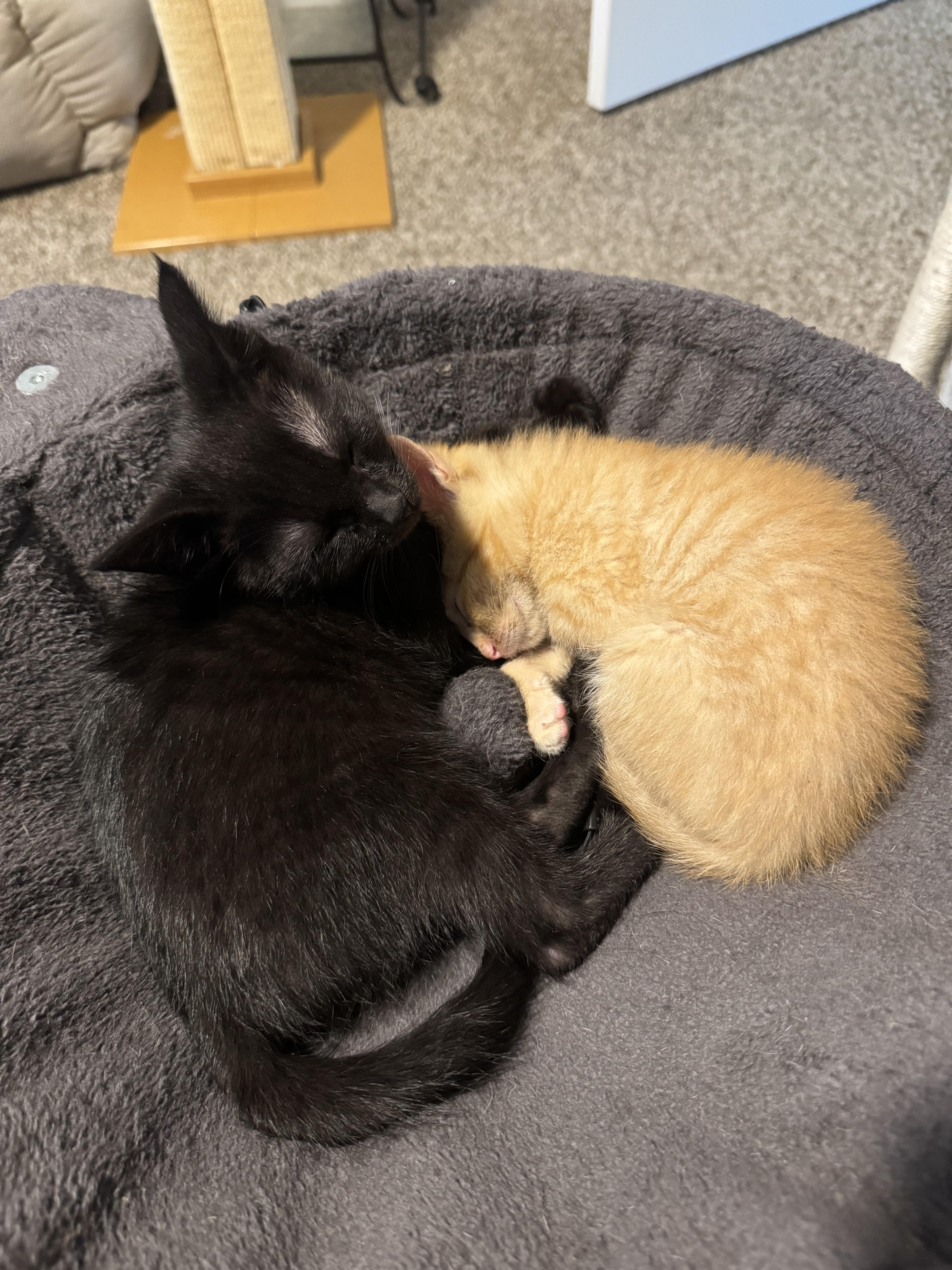 A baby medium-sized male Black Domestic Short Hair cat named Jasper for adoption in Landenberg, PA