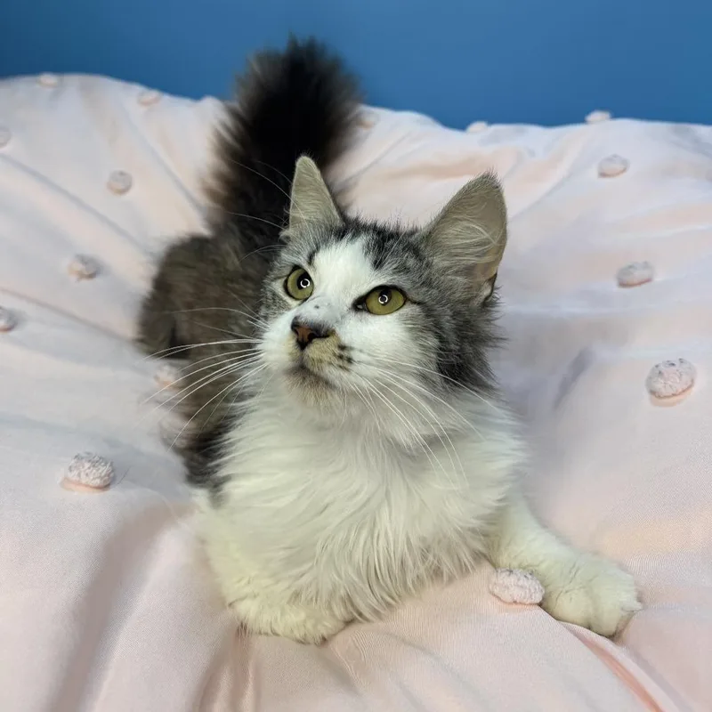Duchess Cuddles thumbnail 3