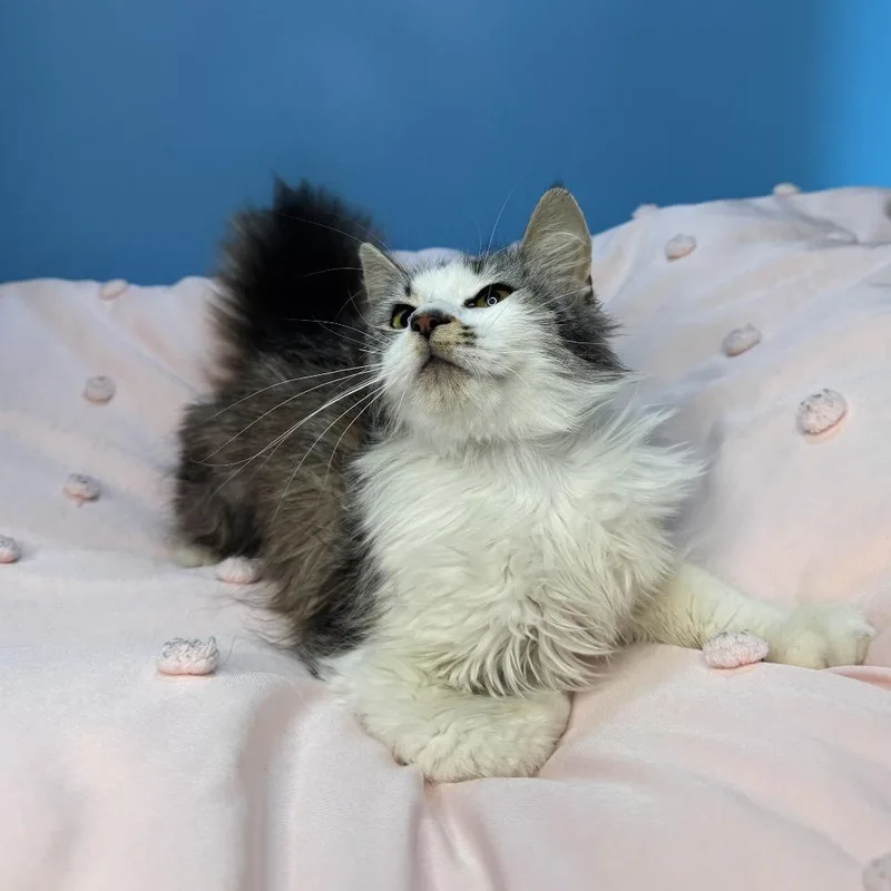 Duchess Cuddles thumbnail 5