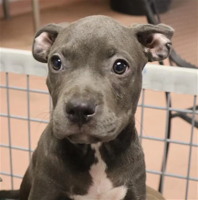A baby small-sized female Mixed Breed dog named Patootie for adoption in Columbia, SC