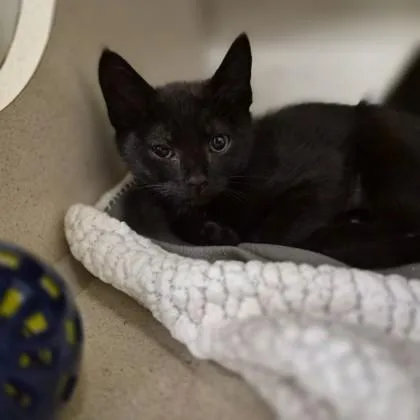 A baby small-sized female Black Domestic Medium Hair cat named Wapama Falls for adoption in Sacramento, CA