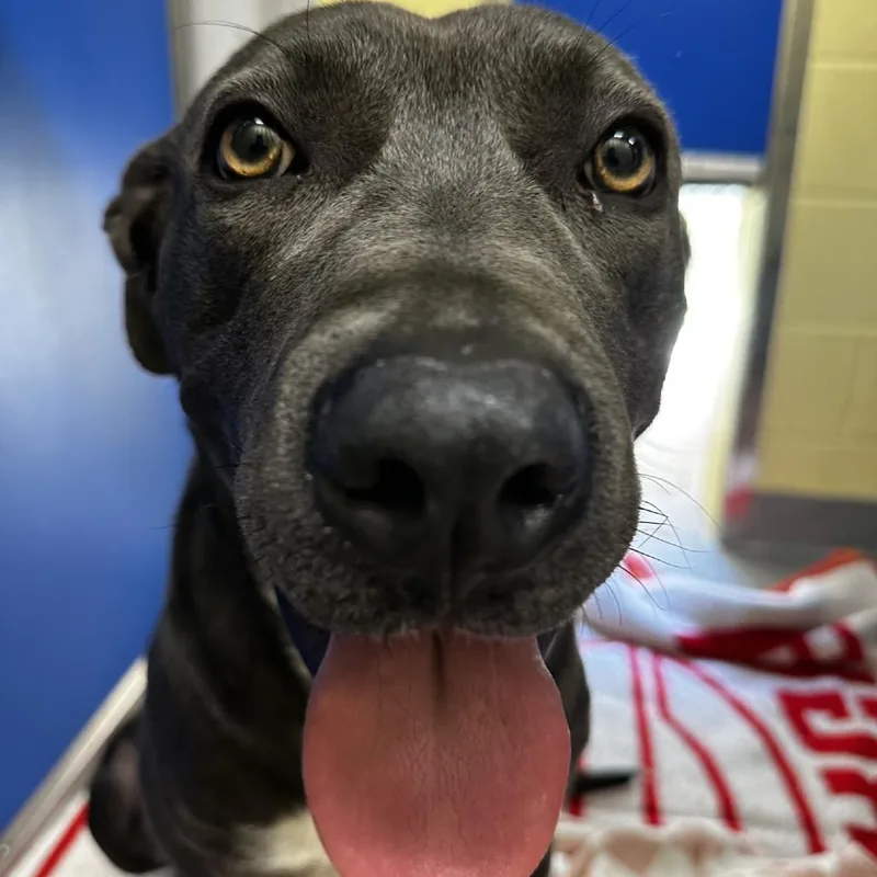 An adult medium-sized female Gray / Blue / Silver Mixed Breed dog named Daisy Mae for adoption in Blue Ridge, GA