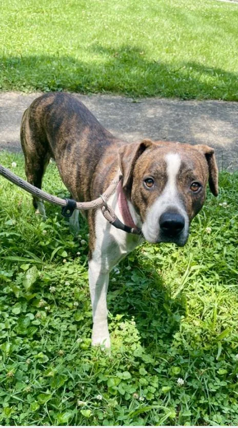 An adult large-sized male Brindle Mixed Breed dog named Clyde Ii for adoption in Terre Haute, IN