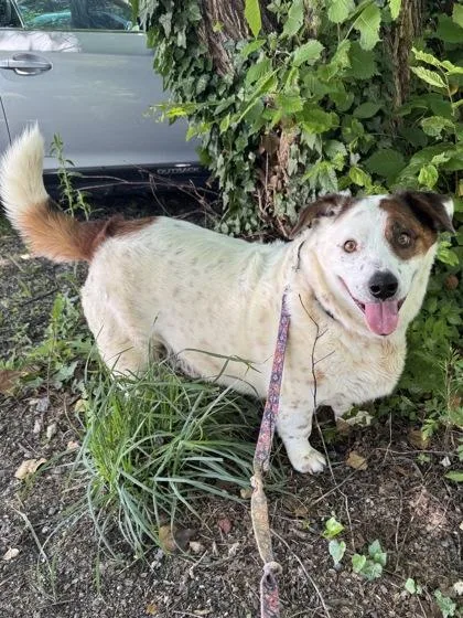 A senior large-sized male Cardigan Welsh Corgi dog named Albert for adoption in Madison, NJ