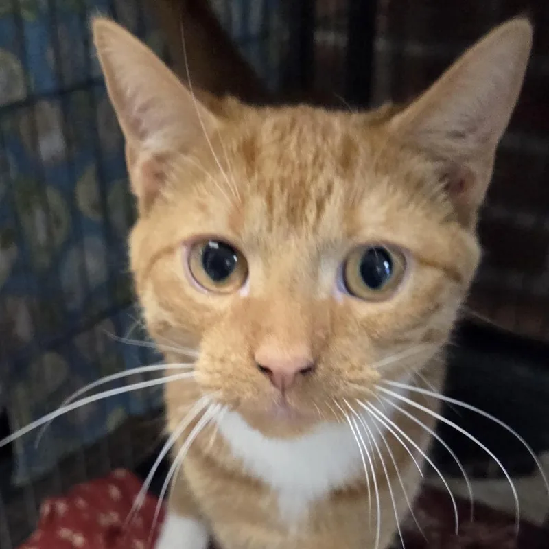 A young medium-sized male Orange / Red Domestic Short Hair cat named Nutter butter for adoption in Camden, DE