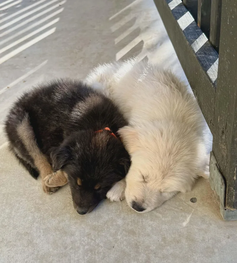 Baloo Sat The Bear thumbnail 2