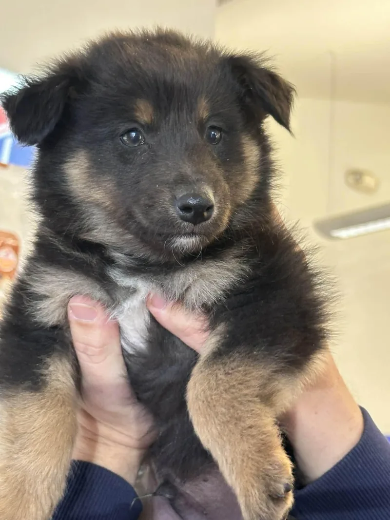 Baloo Sat The Bear thumbnail 3