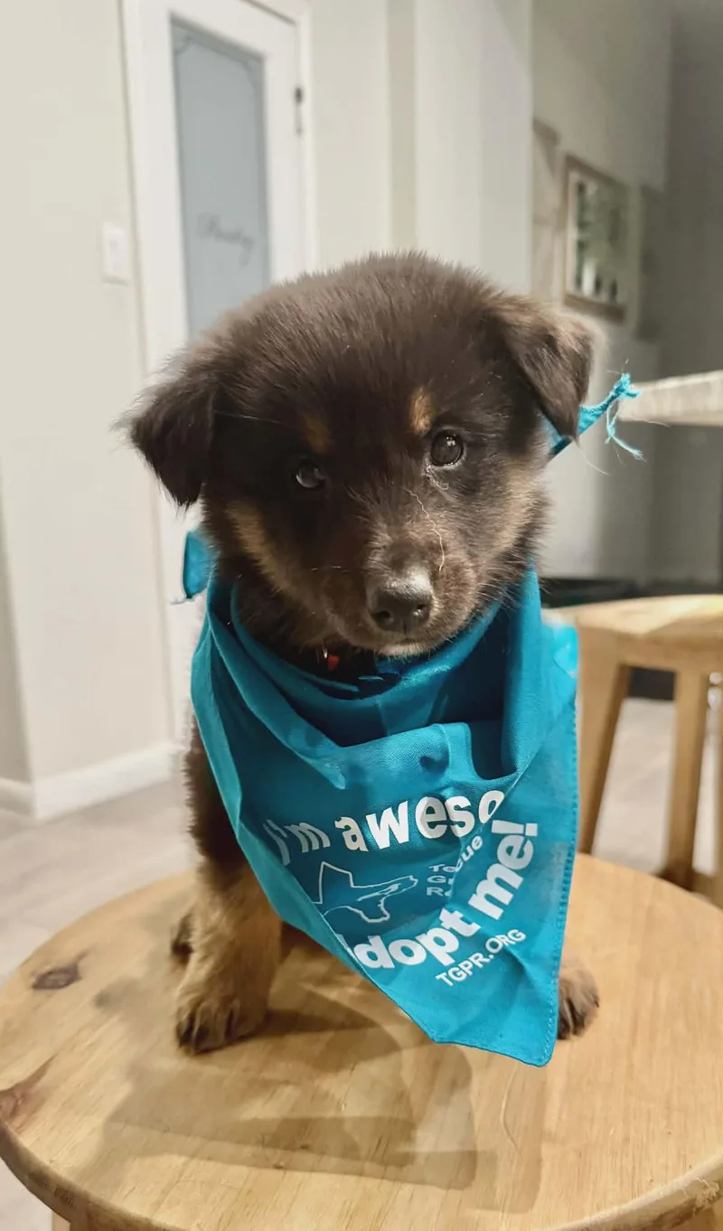 Baloo Sat The Bear thumbnail 4